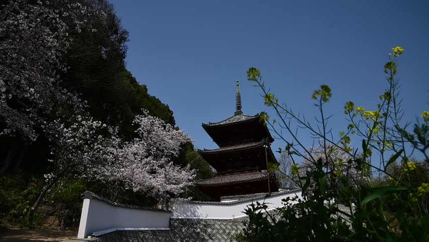 Three-story pagoda at Saikokuji Temple in spring when cherry blossoms bloom (Onomichi, Hiroshima, April, 2025)