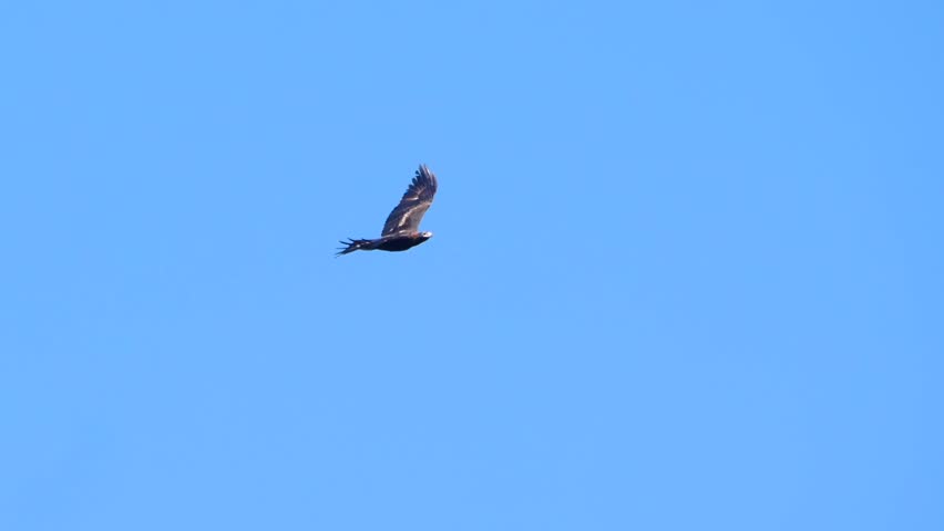 Wedge-tailed eagle flying across a blue sky 