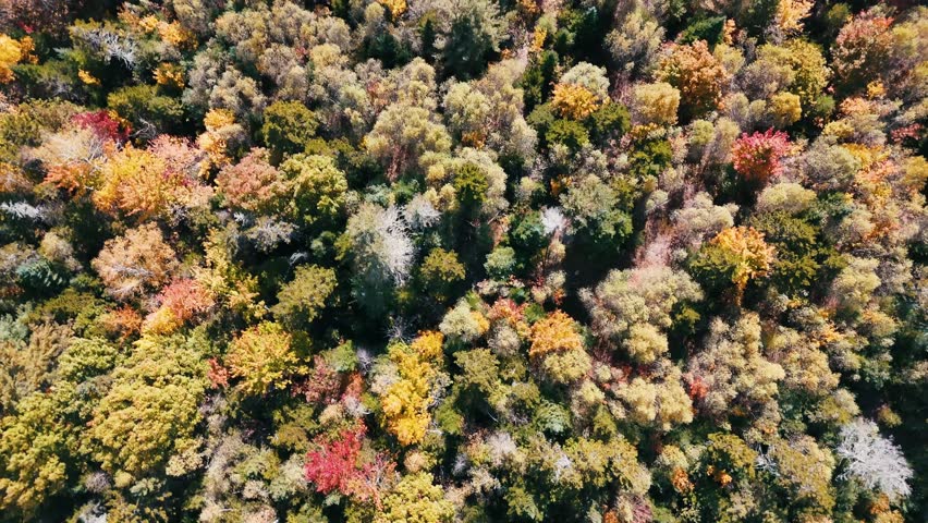 Beauty in Maine: Aerial views Fall Foliage in Woodstock Maine Video 3