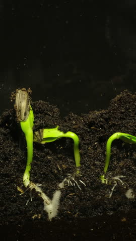 Section view of growing seeds rising from soil vertical time lapse video.	