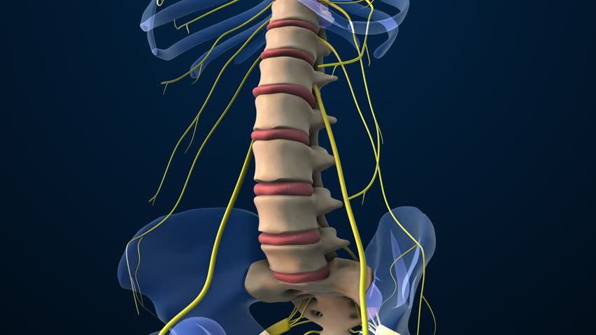 Lumbar Spine Vertebrae with Nerve Pathways