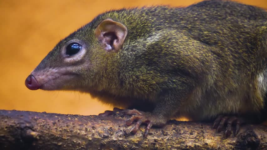 Close up of a Tropical squirrel also Treeshrew on a tree 4K Resolution