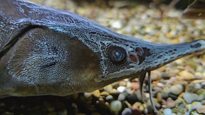 A small Sturgeon swimming 4K Resolution