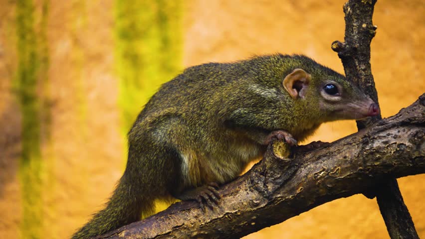 Close up of a Tropical squirrel also Treeshrew on a tree 4K Resolution