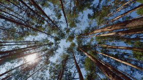 Tall Pine Trees Reaching Sky With View From Below Showing Majestic Forest Canopy, Natural Bark. Tranquil Wilderness Green Tree Tops. Towering Evergreen Woods. Wild Landscape Scenic Forest Harmony - Powered by Shutterstock - Get 15% off with code: PIKWIZARD15