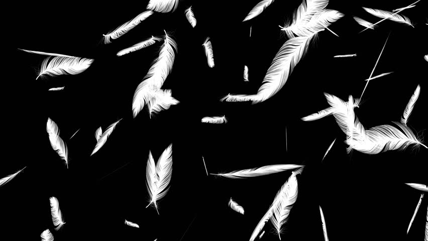 Many Floating Feathers Soft Falling Motion Graphics. Gentle White Feathers Falling Down Seamless Loop. Many white feathers falling gently on a transparent background. Soft floating animation.