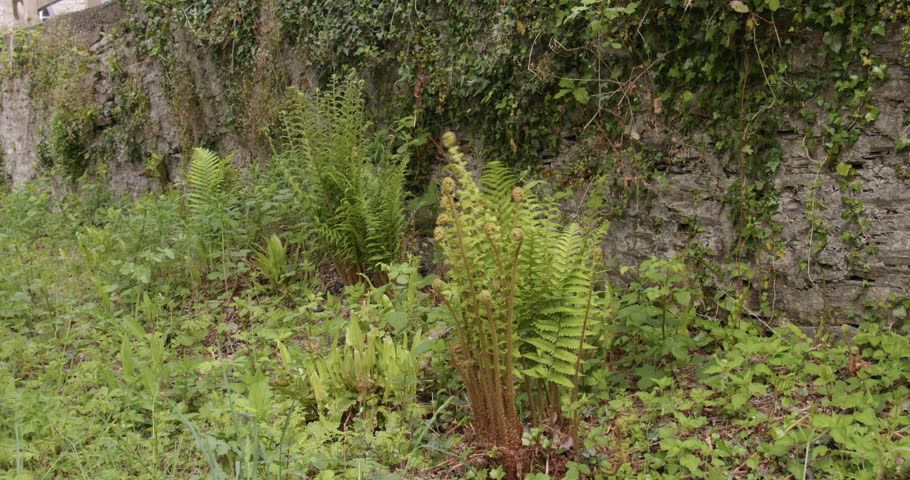 Shot of new ferns unfurling next to a stone wall at Cenarth bridge at Cenarth Falls