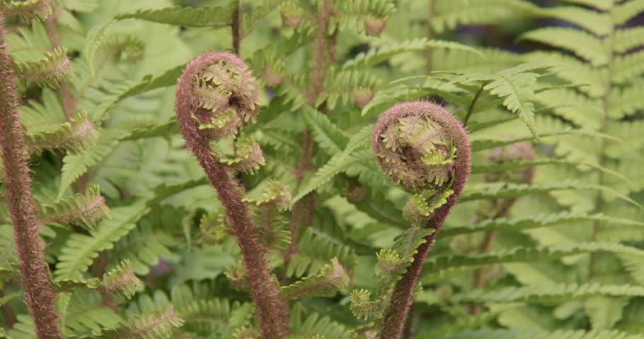 Close up Shot of 2 new ferns unfurling next to a stone wall at Cenarth bridge at Cenarth Falls