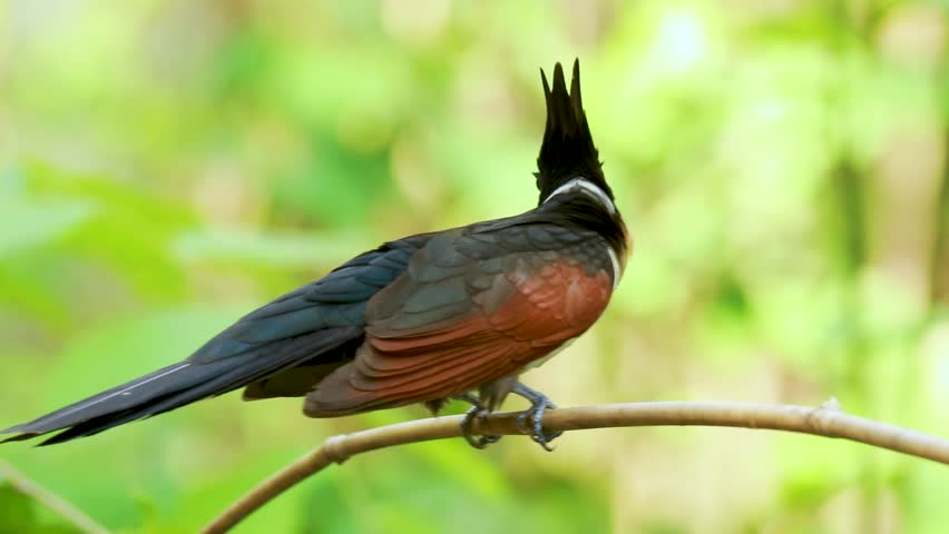 The Chestnut-winged Cuckoo bird in nature