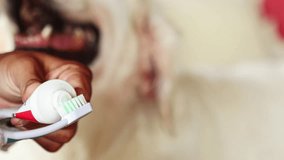 Pet owner carefully applying toothpaste to toothbrush during dental cleaning procedure for Golden Retriever, ensuring optimal oral health and preventive care - Powered by Shutterstock - Get 15% off with code: PIKWIZARD15