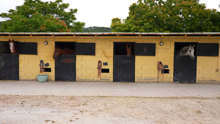 Horses peek out from yellow stable stalls in equestrian center on early morning