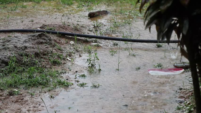 Rainwater falling during the rainy season creates a refreshing atmosphere, nourishing the earth and bringing life to natu