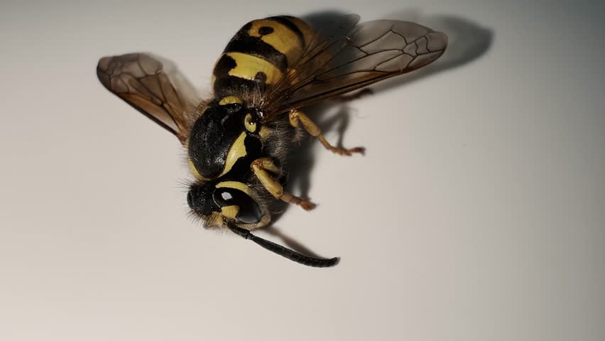 Close-up of a wasp lying on a white surface. Suitable for entomology, insect, nature, and biology research themes.
