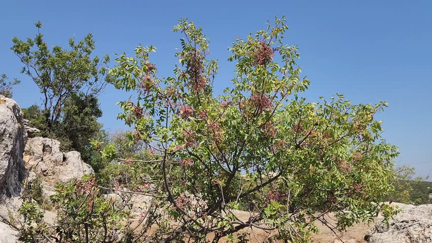 A terebinth bush (Pistacia terebinthus) in the stony Mediterranean maquis greets autumn with its fruits.