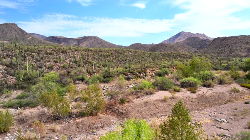 Aerial view of the arid landscape dotted with saguaro cacti contrasting with the rugged mountains against a clear blue sky, Theodore Roosevelt Lake, Arizona, United States.
