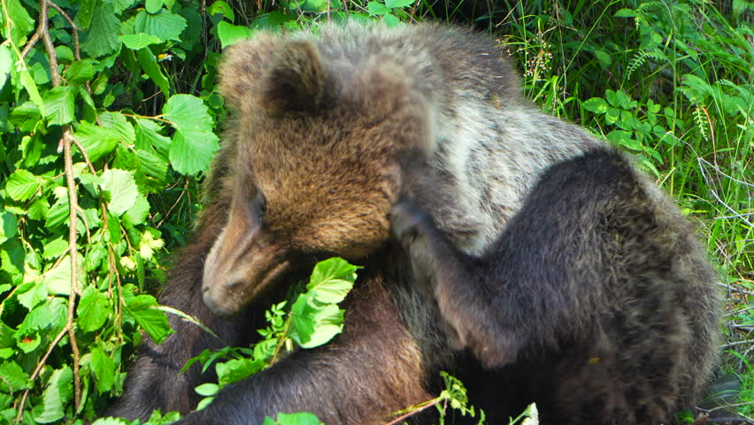 Young wild brown bear scratching in slow motion in the forest. Close up
