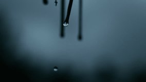 Thin leaves release water droplets downward in slow motion against dim light, backdrop - Powered by Shutterstock - Get 15% off with code: PIKWIZARD15