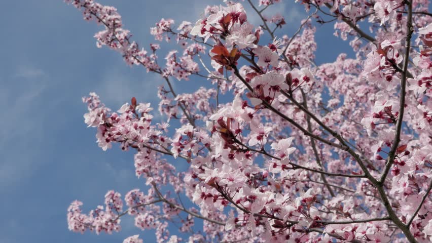 Pink cherry blossoms burst into bloom on a branch, dramatically contrasting with a vivid blue sky in spring.