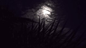 Full bright moon effect and tree leaves In the night sky there are stars in the sky. - Powered by Shutterstock - Get 15% off with code: PIKWIZARD15