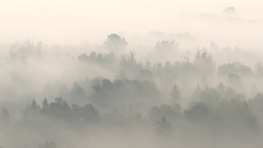 Aerial view of a dense forest shrouded in thick fog, with treetops fading into mist. Atmospheric, haunting, and tranquil natural landscape in soft morning light