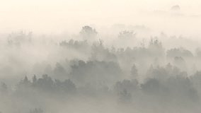 Aerial view of a dense forest shrouded in thick fog, with treetops fading into mist. Atmospheric, haunting, and tranquil natural landscape in soft morning light - Powered by Shutterstock - Get 15% off with code: PIKWIZARD15