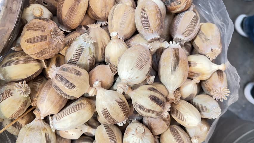 Poppy flower in Iran agriculture field seeds product in Tehran natural herbal crop landscape of opium poppyhead prohibited spice bakery cuisine ingredient harvest nutrition criminal opiates illegal