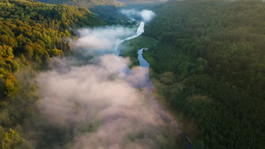 Misty treetops rise above low morning fog in serene Ardennes forest landscape, aerial dolly up river at sunrise