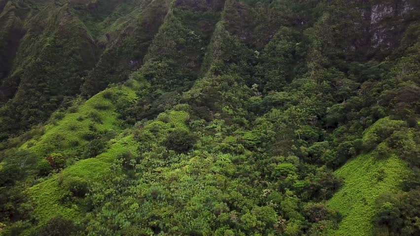 Dense green growing mountains of ho'omaluhia botanical garden on Hawaii island. Aerial flyover shot.