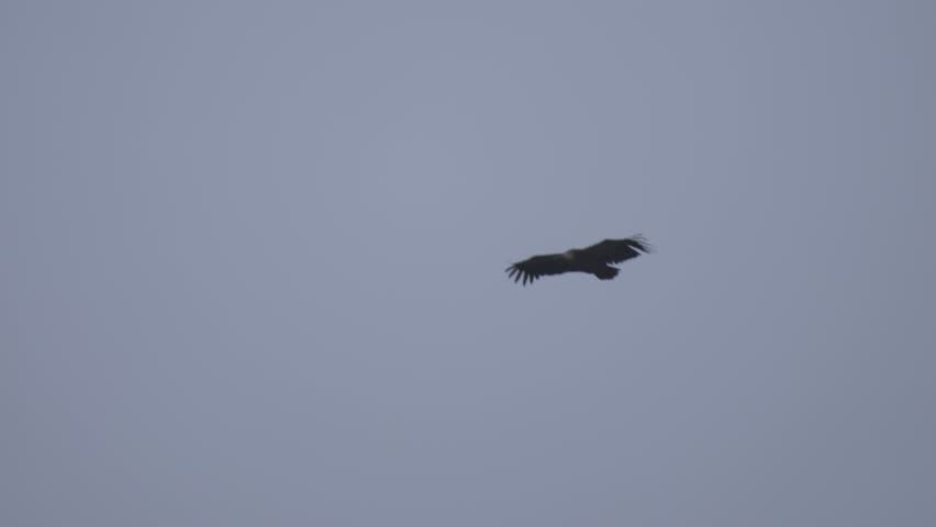 Vultures gliding in circles over mountain ridges in Spain captured with clear sky in background.