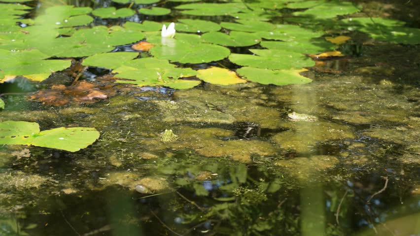 A pond with lily pads, among which frogs sit on the water's surface. Sunlight brings movement to the image.