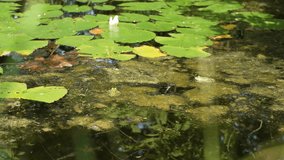 A pond with lily pads, among which frogs sit on the water's surface. Sunlight brings movement to the image. - Powered by Shutterstock - Get 15% off with code: PIKWIZARD15