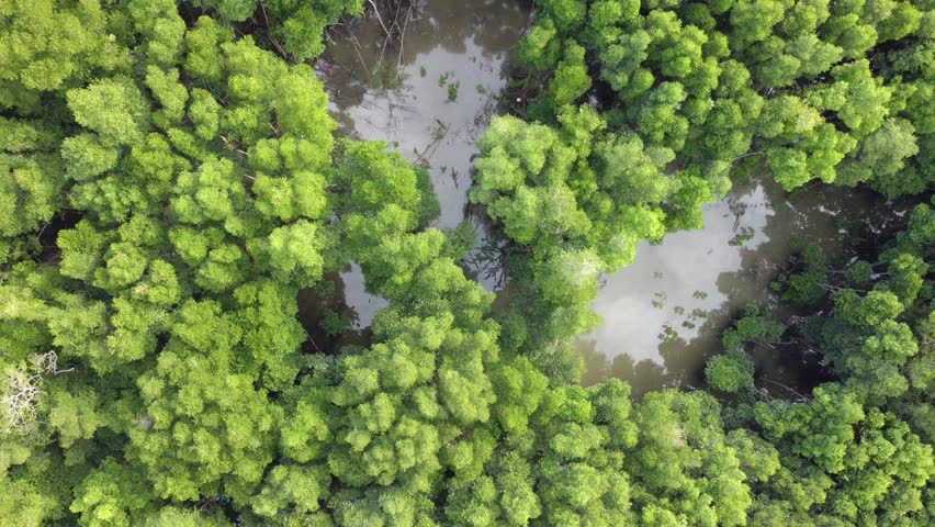 Aerial drone view of lush green mangrove forest with trees growing above water, natural ecosystem landscape, tropical coastal environment, environmental conservation concept