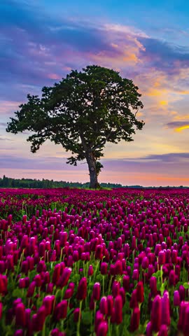 Clouds drift across a blue sky over a field of purple tulips with a lone tree in the middle.