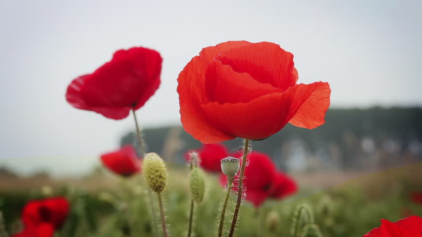 Poppies In A Field Countryside Stock Footage Video 100 Royalty Free Shutterstock