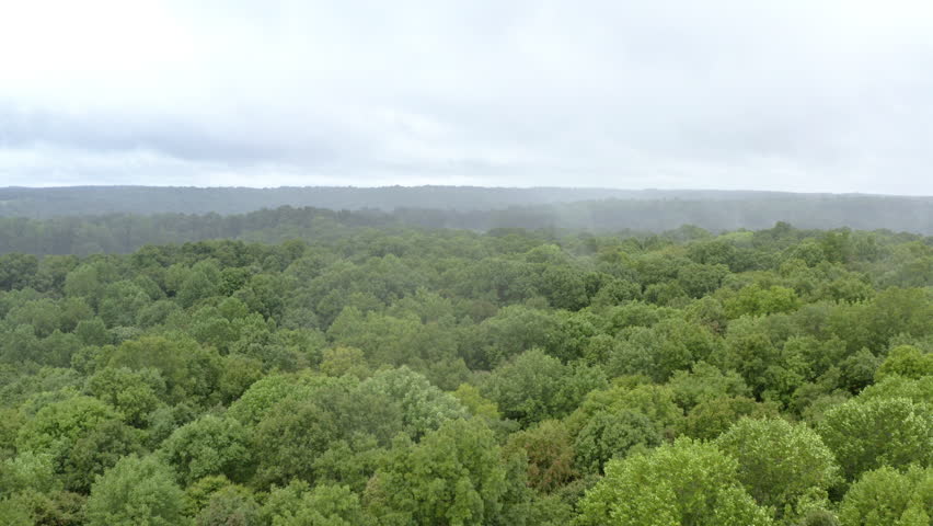 Captivating drone descent showcasing a vibrant green forest with a mesmerizing parallax shift, framed by a hazy distant ridge under a soft, overcast sky.