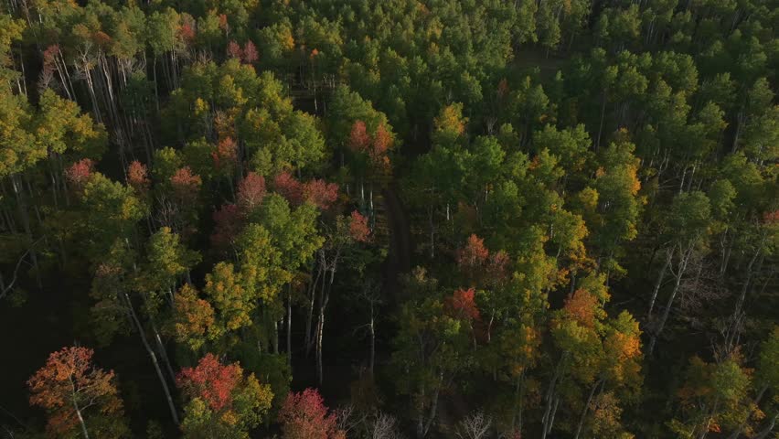 Mt Mount Shavano wilderness trailhead Sawatch Range campground Pike San Isabel National Forest aerial drone Colorado morning dirt road 4wd Rocky Mountain fall autumn Aspen trees Birdseye forward
