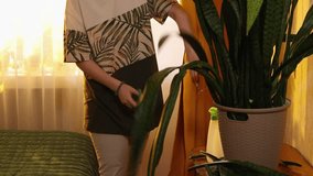 Female hobbyist in casual attire and spectacles pruning indoor plant leaves in pot, home gardening and eco lifestyle at sunset atmosphere. Close up - Powered by Shutterstock - Get 15% off with code: PIKWIZARD15