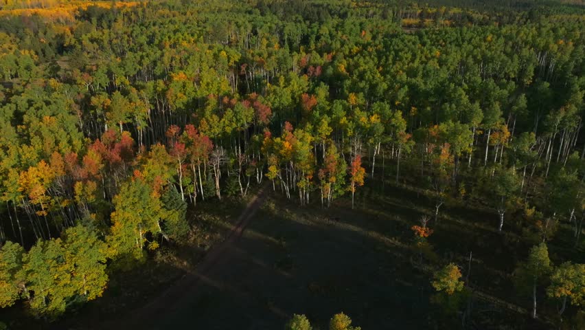 Mt Mount Shavano wilderness trailhead Sawatch Range campground Pike San Isabel National Forest aerial drone Colorado Buena Vista morning Rocky Mountain fall autumn Aspen trees forward pan down