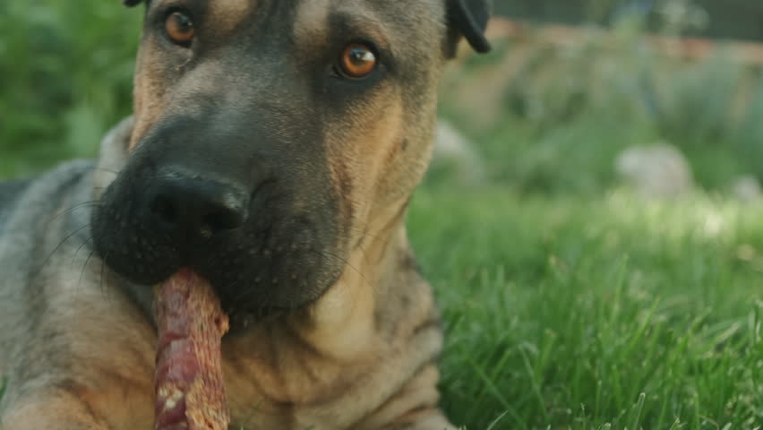 A Relaxed Dog Chewing Calmly on a Toy While Comfortably Sitting in the Soft, Green Grass Outdoors