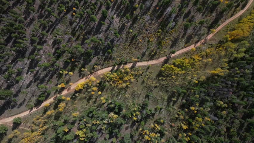 4wd AWD dirt road birdseye view aerial drone view Aspen Tree Forest Mount Shavano Buena Vista Salida Colorado nature landscape fall autumn sunny Rocky Mountains Sawatch Range Chaffee County forward