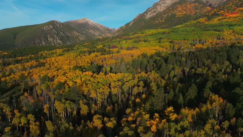 Fall autumn Aspen trees Pike San Isabel National Forest Mt Mount Shavano trailhead wilderness Sawatch Range aerial drone Colorado Trail Buena Vista morning blue sky Rocky Mountain forward pan up