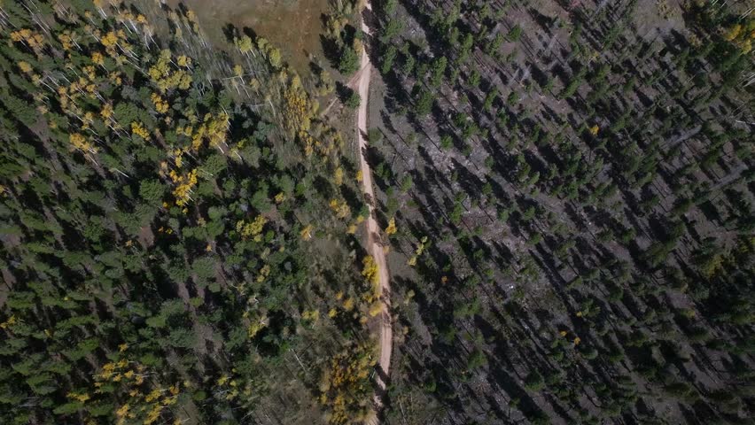 Aspen Tree Forest Mount Shavano Buena Vista Salida Colorado fall autumn sunny 4wd AWD dirt road birdseye view aerial drone viewRocky Mountains Sawatch Range Chaffee County nature landscape upwards