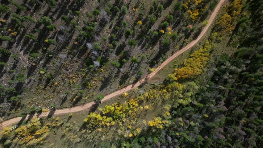 Aspen Tree Forest Mount Shavano Buena Vista Salida Colorado fall autumn sunny 4wd AWD dirt road birdseye view aerial drone viewRocky Mountains Sawatch Range Chaffee County nature landscape upwards