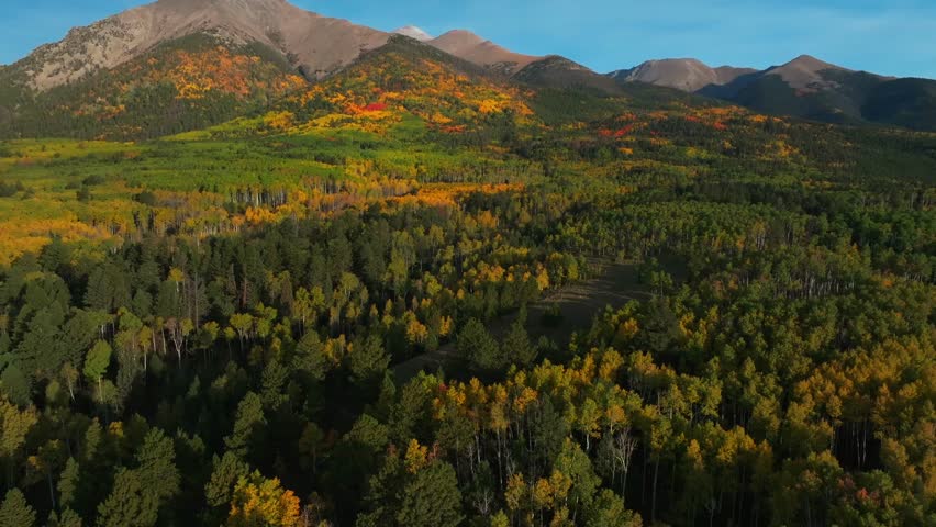 Mt Mount Shavano trailhead wilderness 14er Buena Vista Salida Sawatch Range aerial drone Colorado Trail autumn fall morning colorful Aspen tree blue sky snow dusted Rocky Mountains backwards pan up