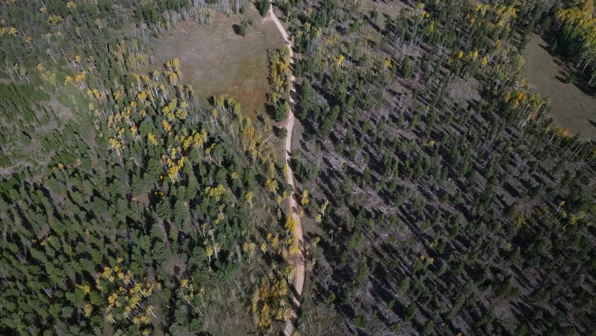 4wd AWD dirt road Birdseye view aerial drone view Aspen Tree Forest Mount Shavano Buena Vista Salida Colorado Rocky Mountains Sawatch Range Chaffee County nature landscape pine trees fall foliage pan