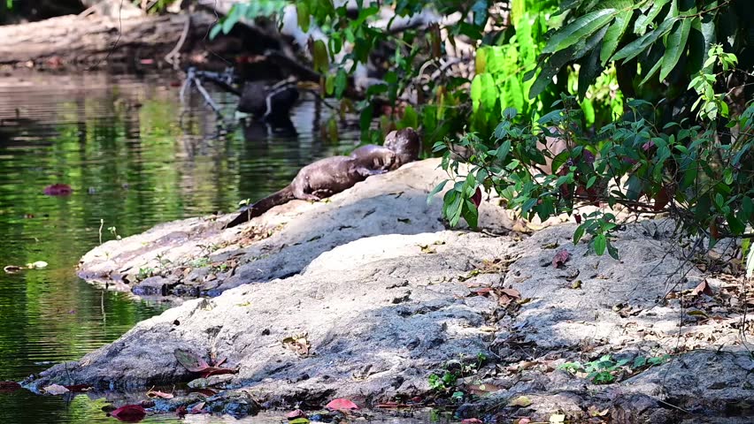 Its body is gray, its snout is called the trunk. The trunk of the Asian elephant has only one beak. Nakhon Ratchasima, Thailand.