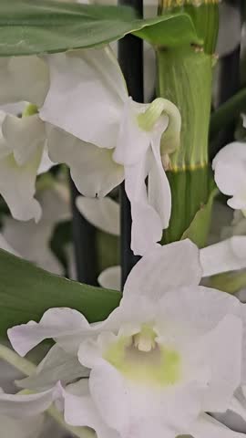 White purple orchids Beautiful yellow orchid rotating on white background, macro shot. Bud closeup. Petals of blooming yellow orchid flower open