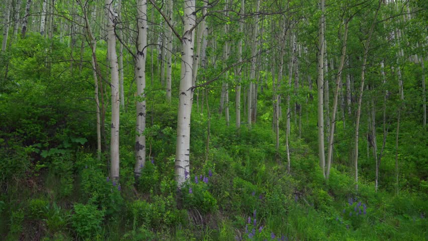 Aspen Mountain AJAX Snowmass Wilderness Little Annie Trailhead Richmond Hill spring summer dense Aspen Tree Forest hillside morning lush green plants purple wildflowers Rocky Mountains circle right