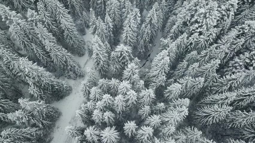 Aerial Drone View of Snow Covered Pine Forest in Scenic Mountain Landscape, Winter Wonderland with White Trees and Frozen Wilderness from Above in Tranquil Nature