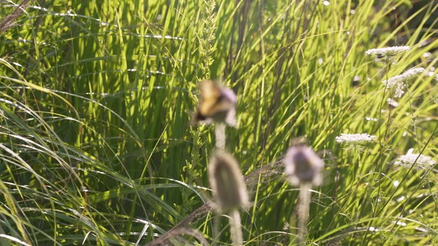 A mid shot with racking focus showing an Eastern Tiger Swallowtail (Papilio glaucus) and a bee on a Common Teasel (Dipsacus fullonum) in a field of tall grasses on a sunny day in rural Kentucky.